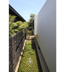 casuarina281113-(11)